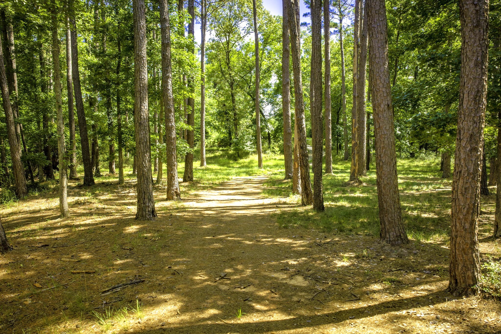 TBD Pine Circle, Trinity, TX, 75862 | 49470862 | Realty Texas LLC