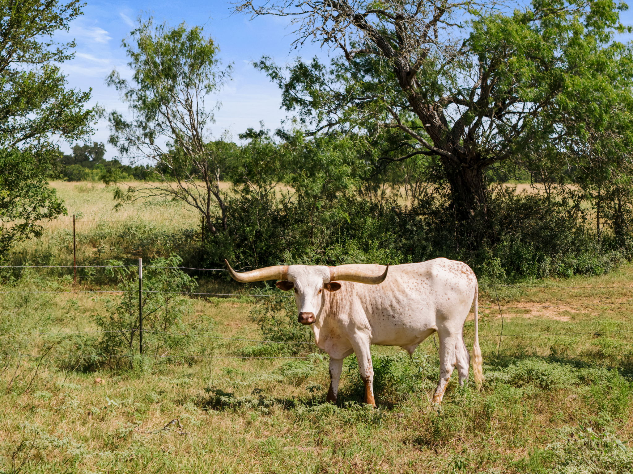 625 Callihan RD, Luling, TX, 78648 | 4833101 | Realty Texas LLC