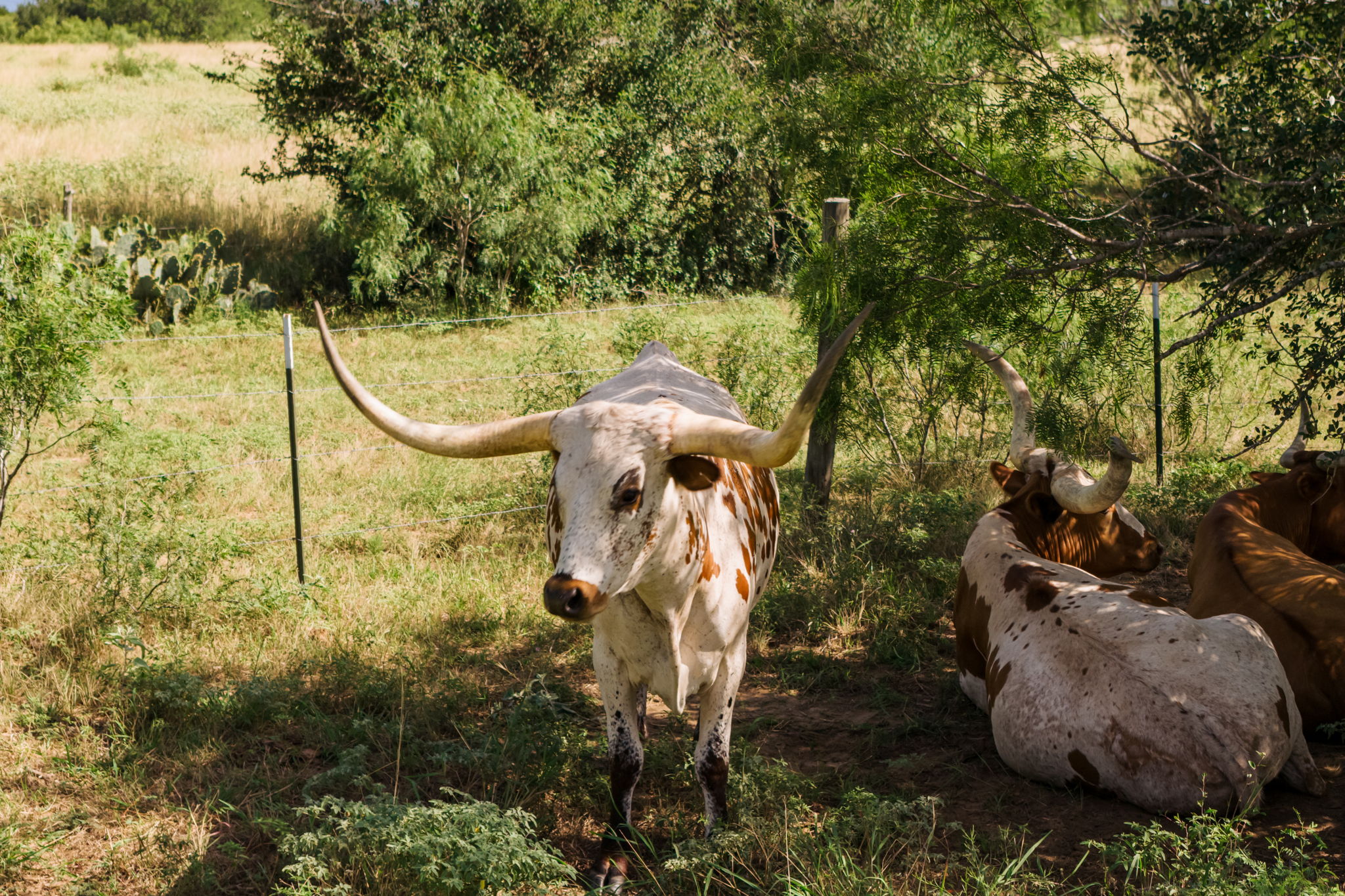 625 Callihan RD, Luling, TX, 78648 | 4833101 | Realty Texas LLC