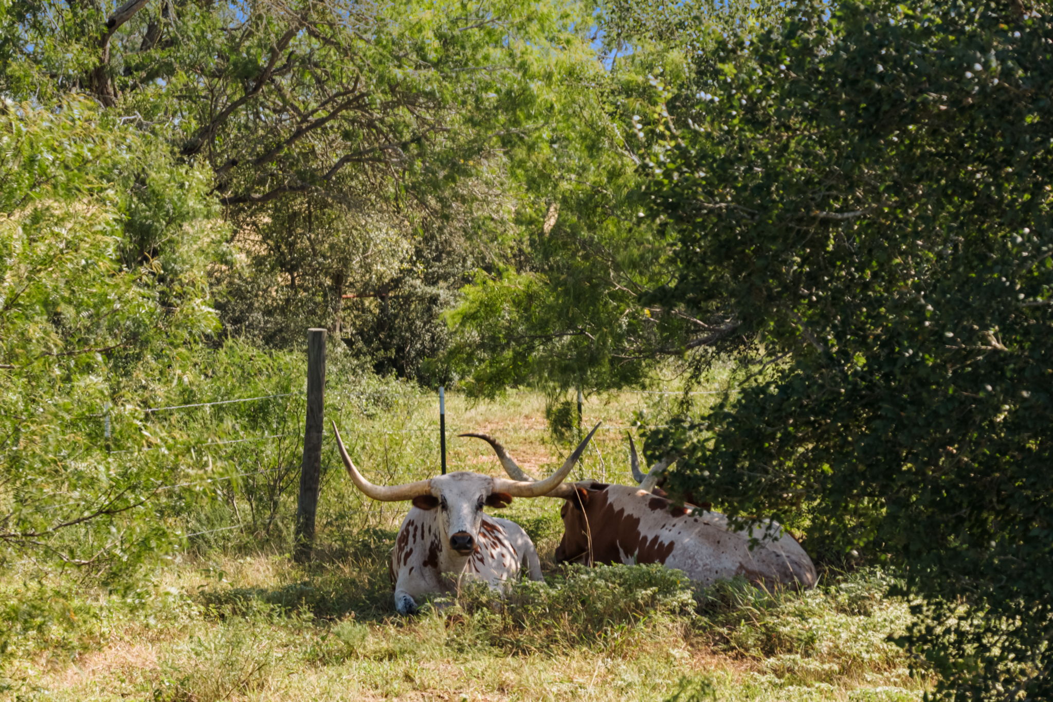 625 Callihan RD, Luling, TX, 78648 | 4833101 | Realty Texas LLC