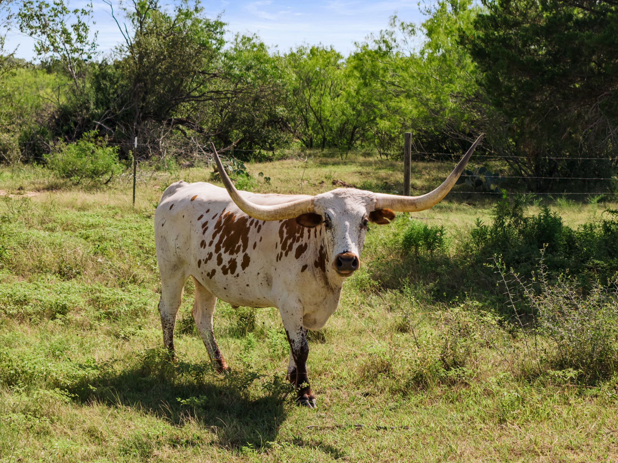 625 Callihan RD, Luling, TX, 78648 | 4833101 | Realty Texas LLC