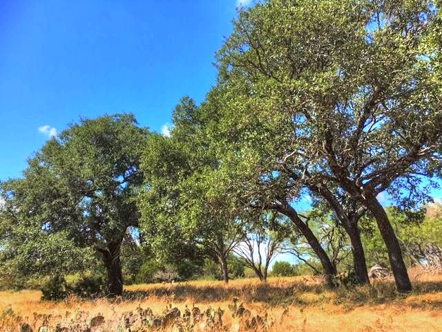 2W Tract 2 County Road 2200, Lometa, TX, 76853 | 7018263 | Realty Texas LLC