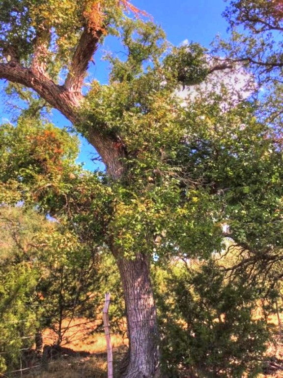 2W Tract 2 County Road 2200, Lometa, TX, 76853 | 7018263 | Realty Texas LLC