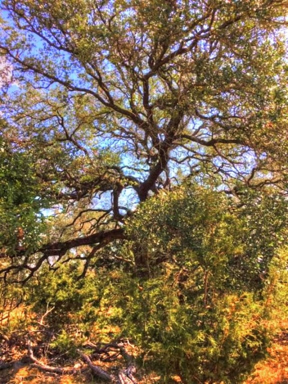 2W Tract 2 County Road 2200, Lometa, TX, 76853 | 7018263 | Realty Texas LLC