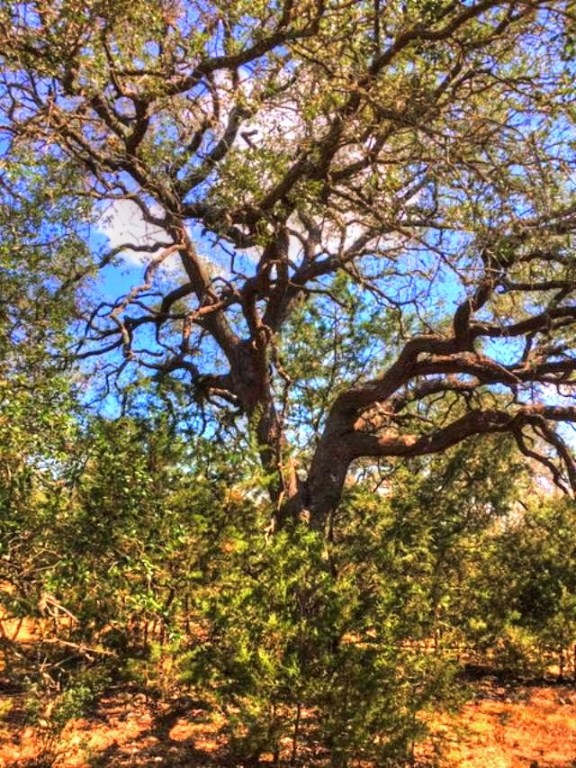 2W Tract 2 County Road 2200, Lometa, TX, 76853 | 7018263 | Realty Texas LLC