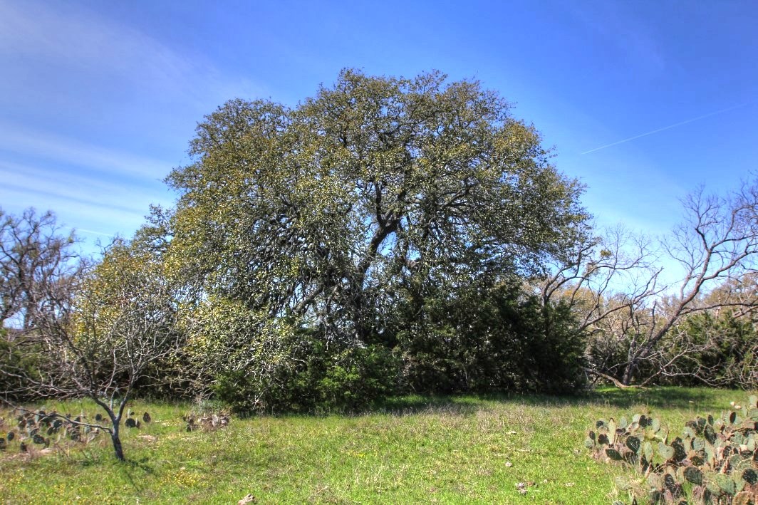 2W Tract 2 County Road 2200, Lometa, TX, 76853 | 7018263 | Realty Texas LLC