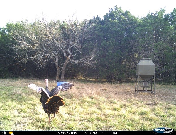 2W Tract 2 County Road 2200, Lometa, TX, 76853 | 7018263 | Realty Texas LLC