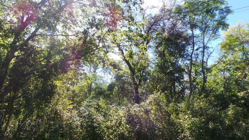 277 FM 672, Dale, TX, 78616 | 4900017 | Realty Texas LLC
