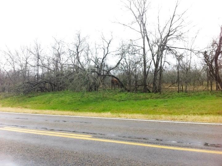 277 FM 672, Dale, TX, 78616 | 4900017 | Realty Texas LLC