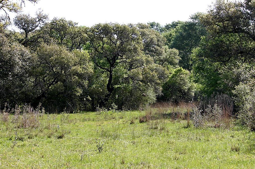 0000 FM 103  , Columbus, TX, 78934 | 95745783 | Realty Texas LLC