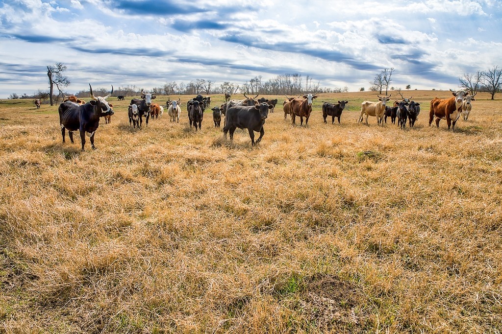 TBD 00000 FM 2726 Road , Washington, TX, 77880 | 47495114 | Realty Texas LLC