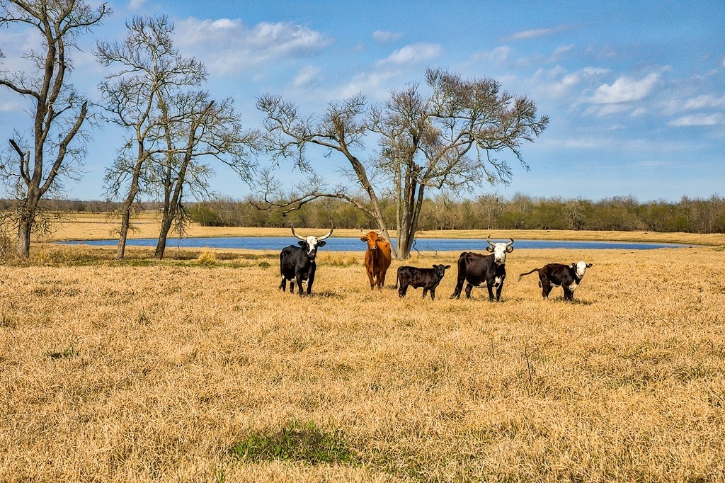 TBD 00000 FM 2726 Road , Washington, TX, 77880 | 47495114 | Realty Texas LLC