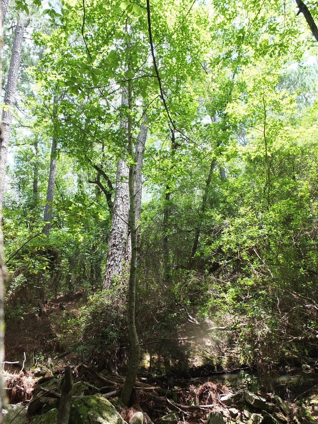TBD Lakeland Road , Huntsville, TX, 77320 | 17913607 | Realty Texas LLC