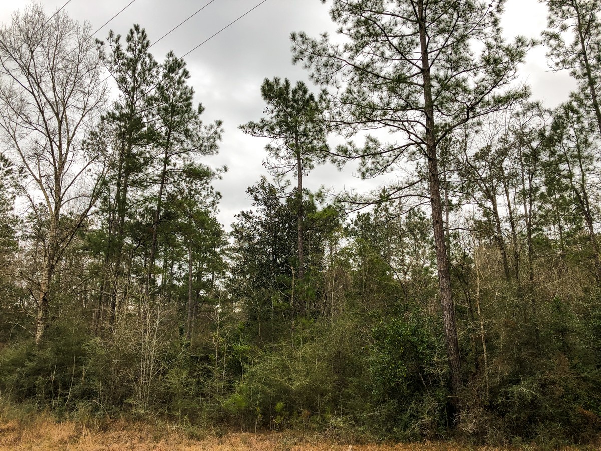 00 Old Spurger Hwy , Silsbee, TX, 77656 | 94301037 | Realty Texas LLC