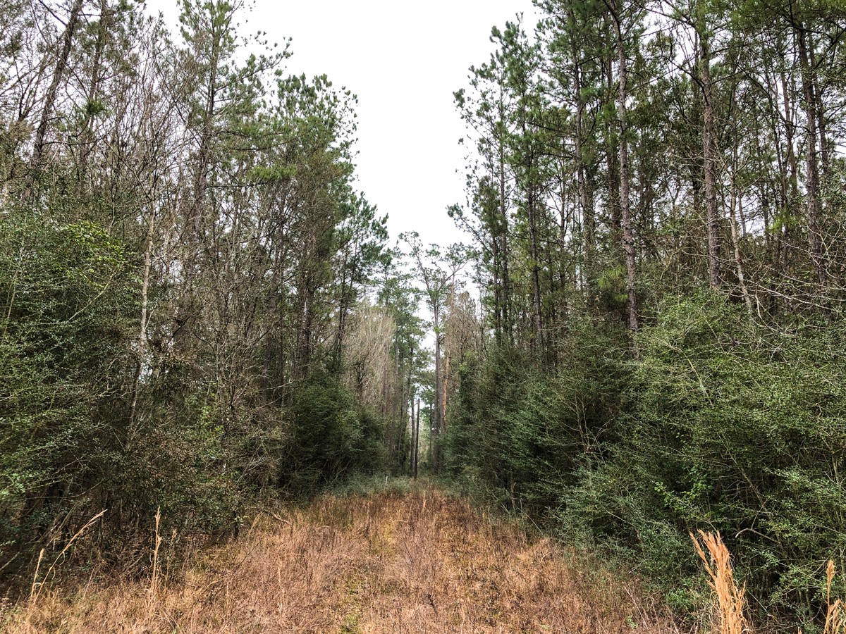 00 Old Spurger Hwy , Silsbee, TX, 77656 | 94301037 | Realty Texas LLC