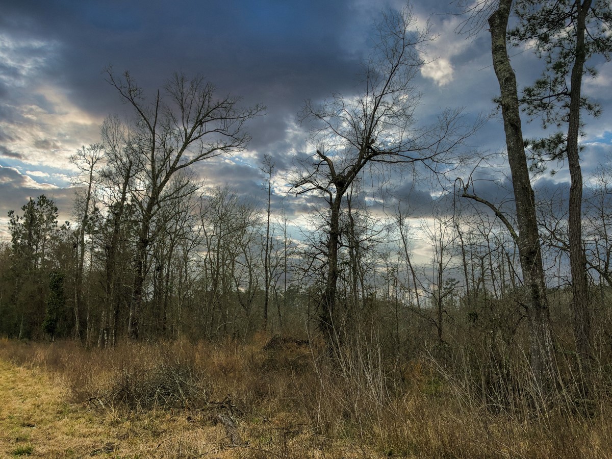 00 Old Spurger Hwy , Silsbee, TX, 77656 | 94301037 | Realty Texas LLC
