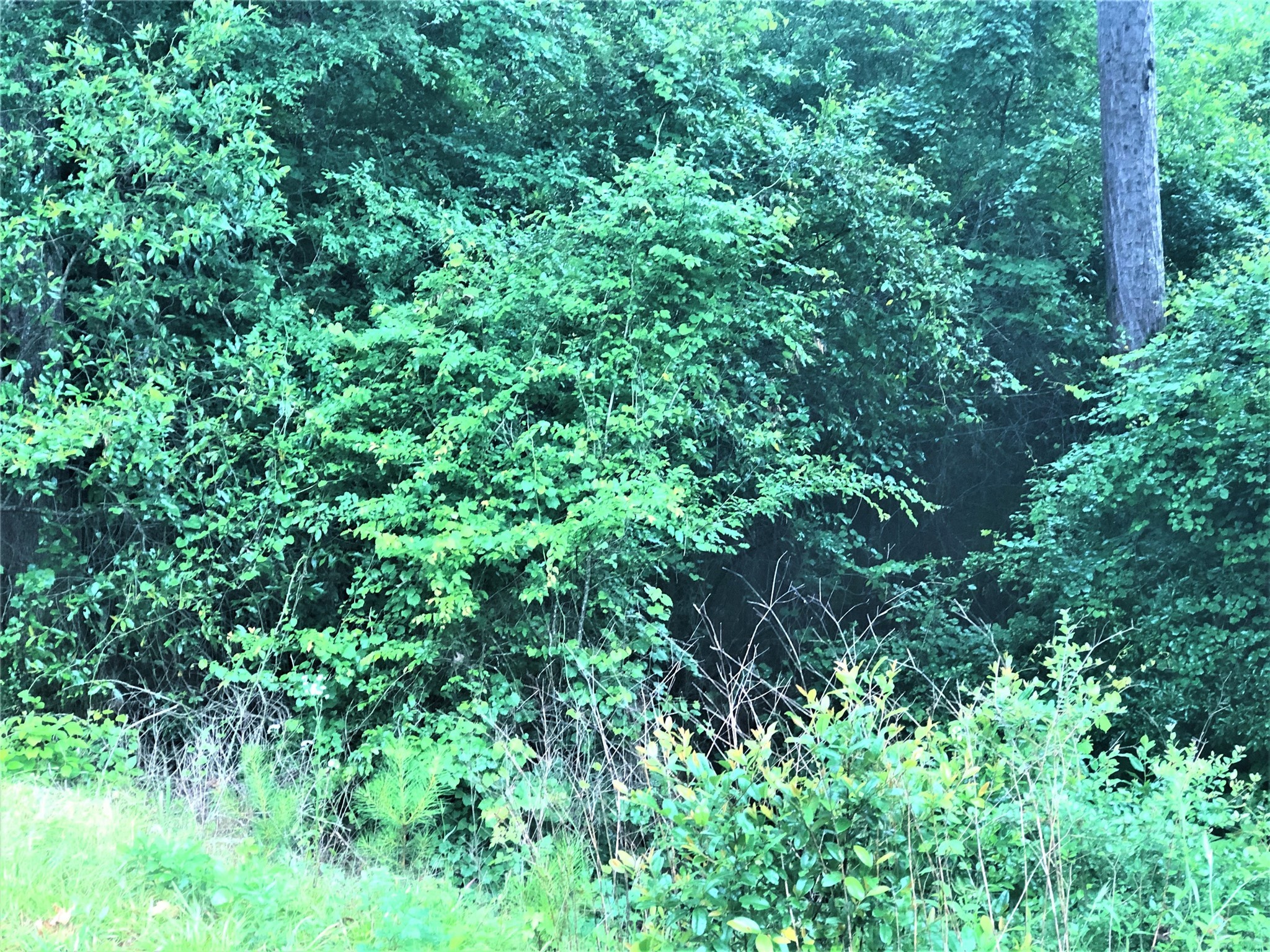 TBD Mallard Drive , Coldspring, TX, 77331 | 36906034 | Realty Texas LLC