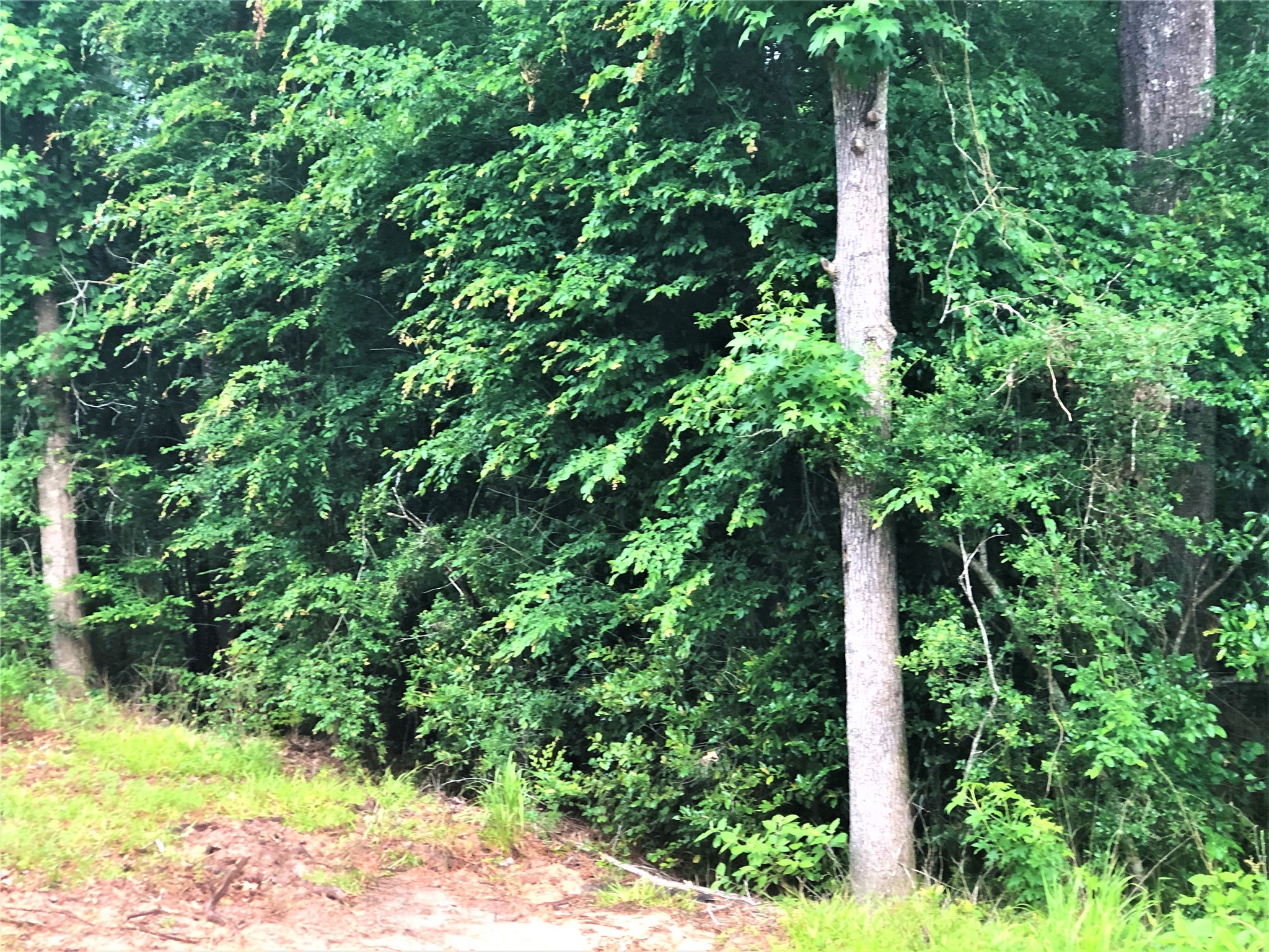 TBD Mallard Drive , Coldspring, TX, 77331 | 36906034 | Realty Texas LLC