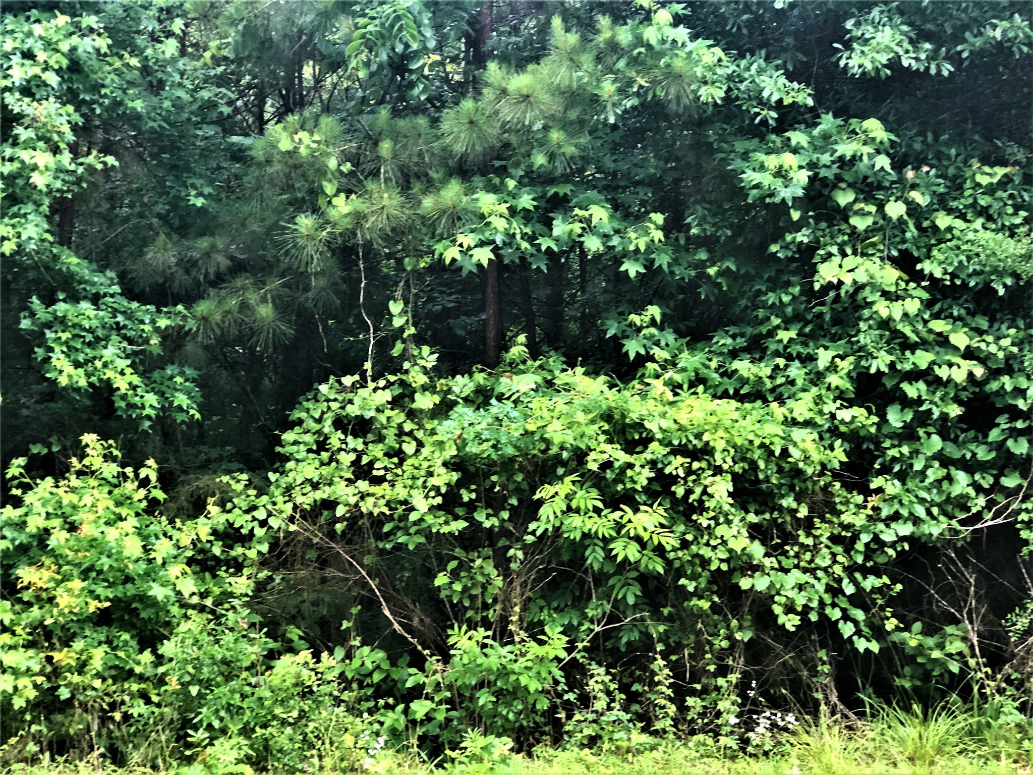 TBD Mallard Drive , Coldspring, TX, 77331 | 36906034 | Realty Texas LLC