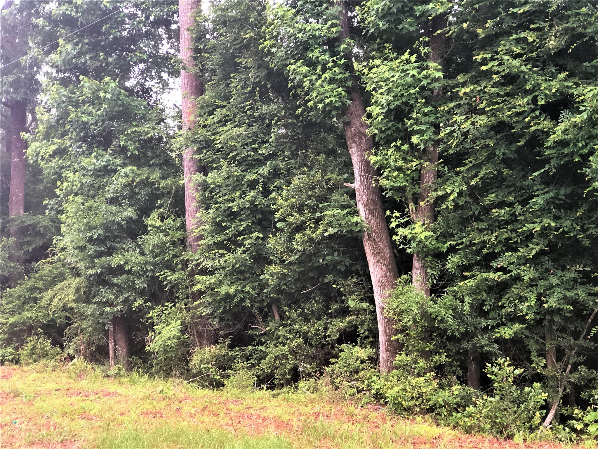 TBD Mallard Drive , Coldspring, TX, 77331 | 36906034 | Realty Texas LLC