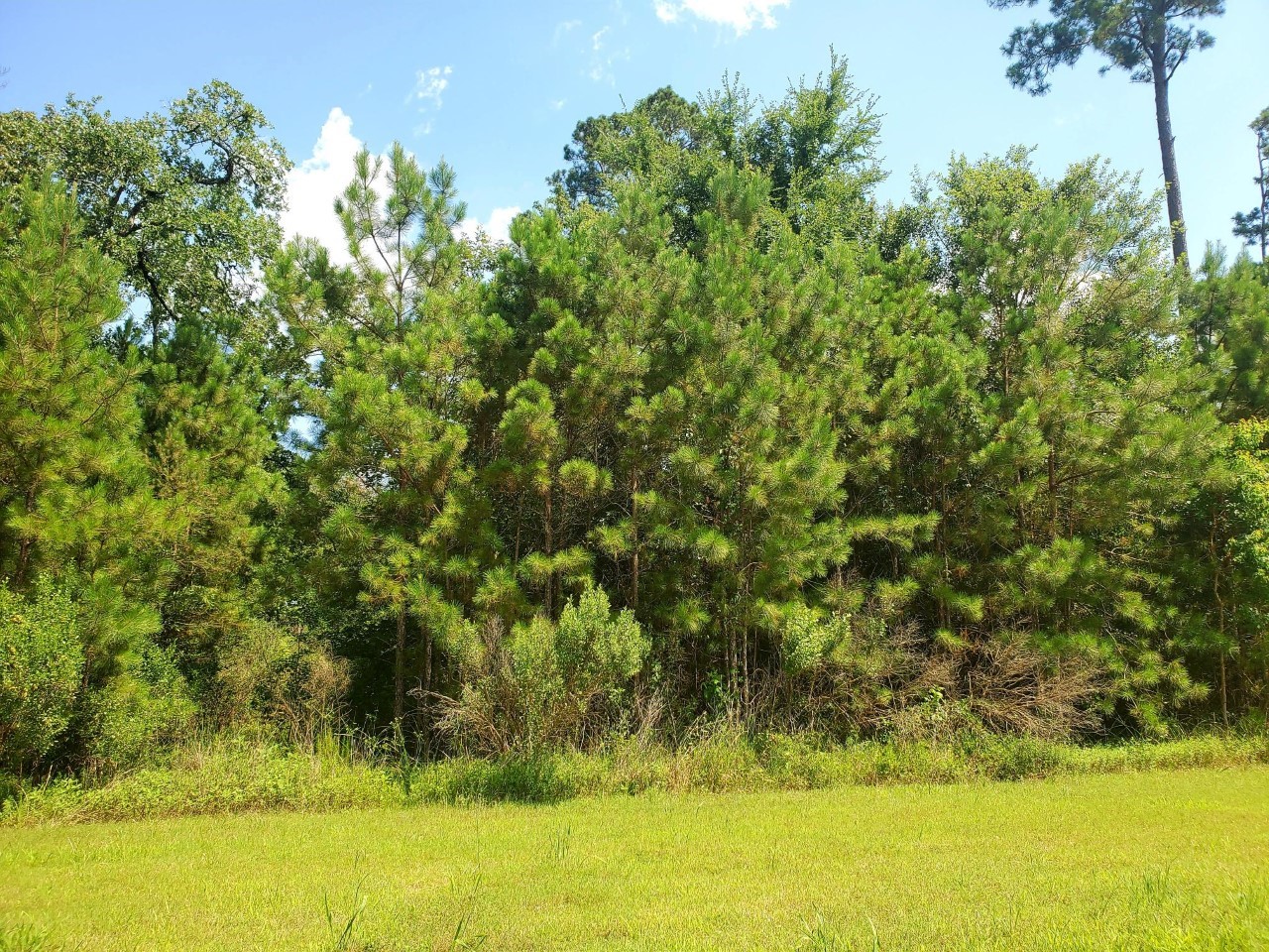 121 Kings Lake Estates Boulevard , Humble, TX, 77346 | 281332 | Realty Texas LLC