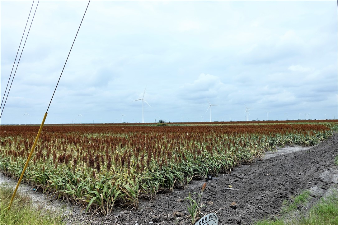 0000 Hwy 181 CR 1612 CR 3567 , Taft, TX, 78390 | 384981 | Realty Texas LLC