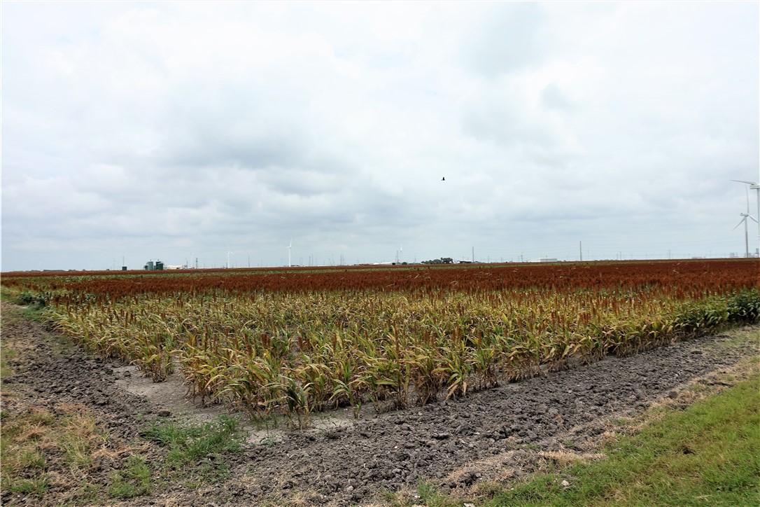 0000 Hwy 181 CR 1612 CR 3567 , Taft, TX, 78390 | 384981 | Realty Texas LLC