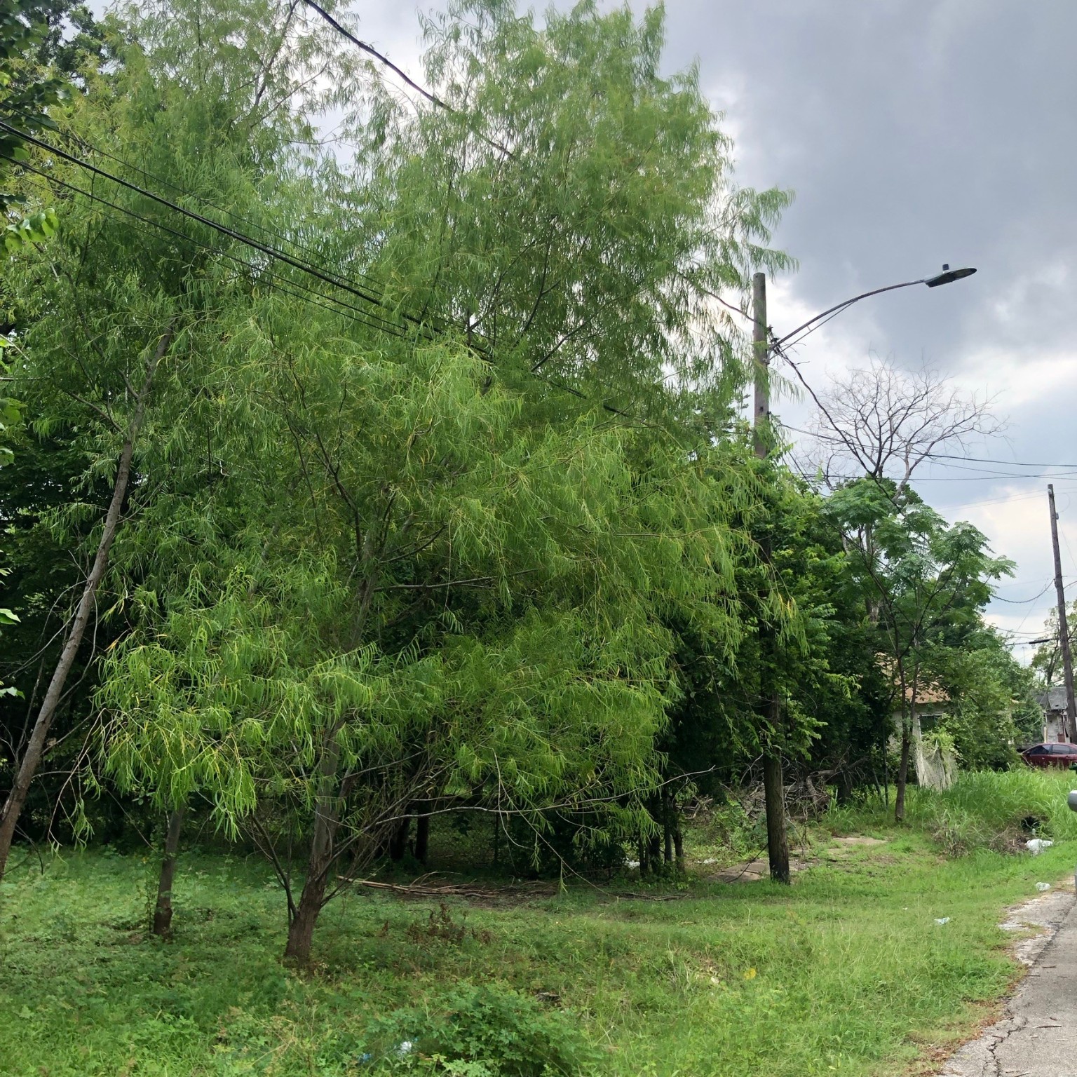 3714 Farmer Street , Houston, TX, 77020 | 73331309 | Realty Texas LLC