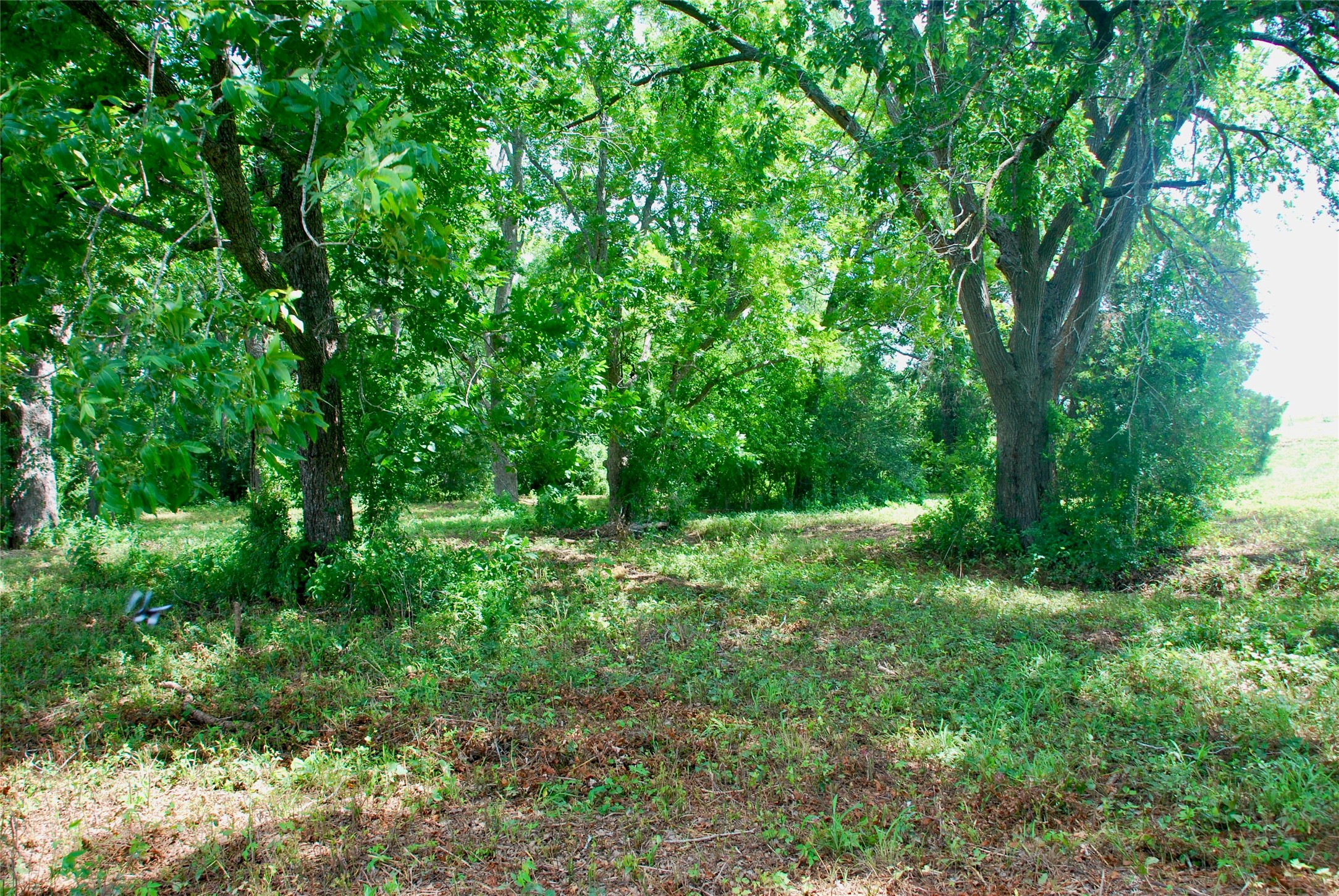 Tract 1 County Road 240 , Waelder, TX, 78959 | 2260181 | Realty Texas LLC