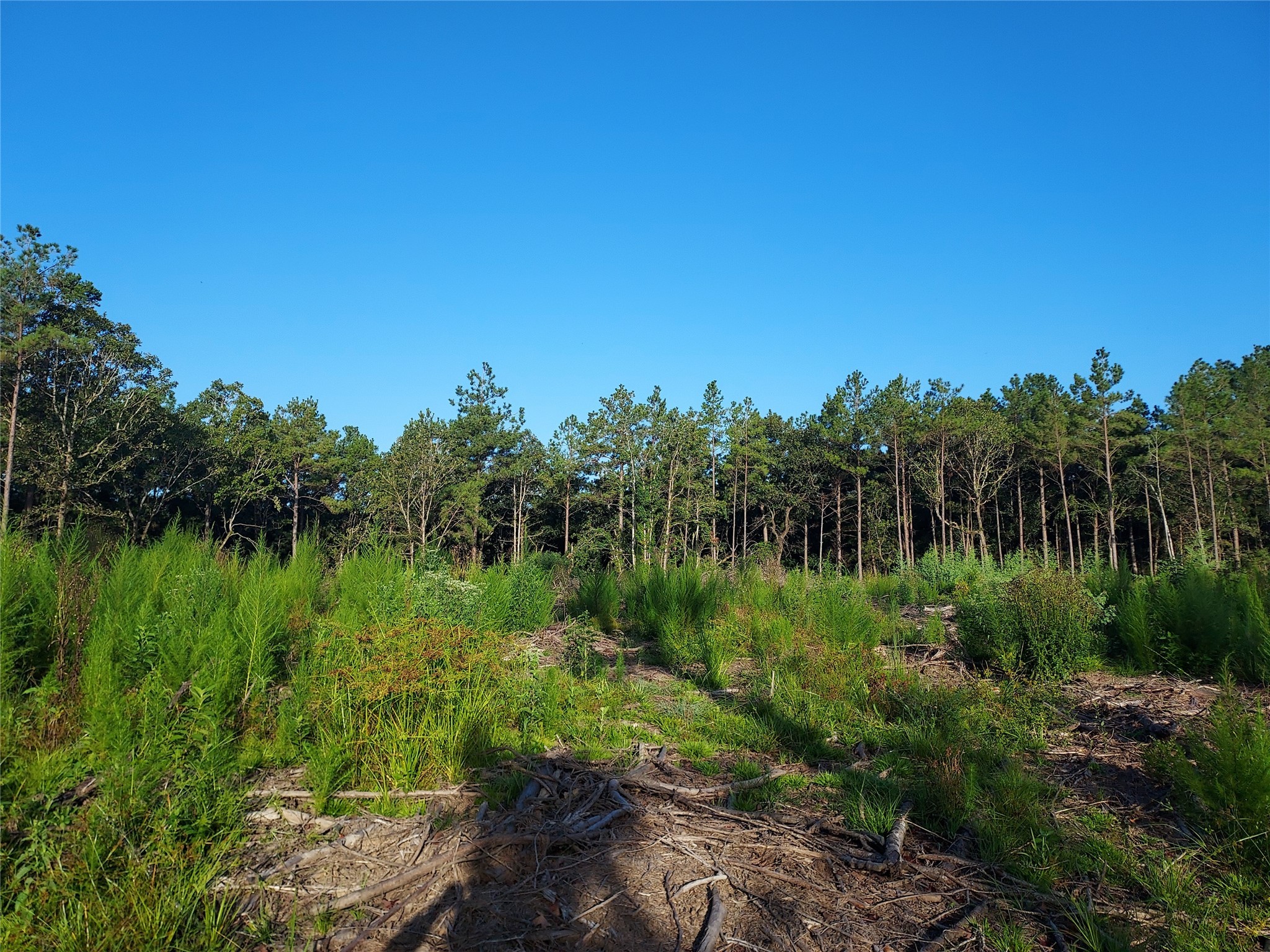 6315 E FM 1280 , Lovelady, TX, 75851 | 2781170 | Realty Texas LLC