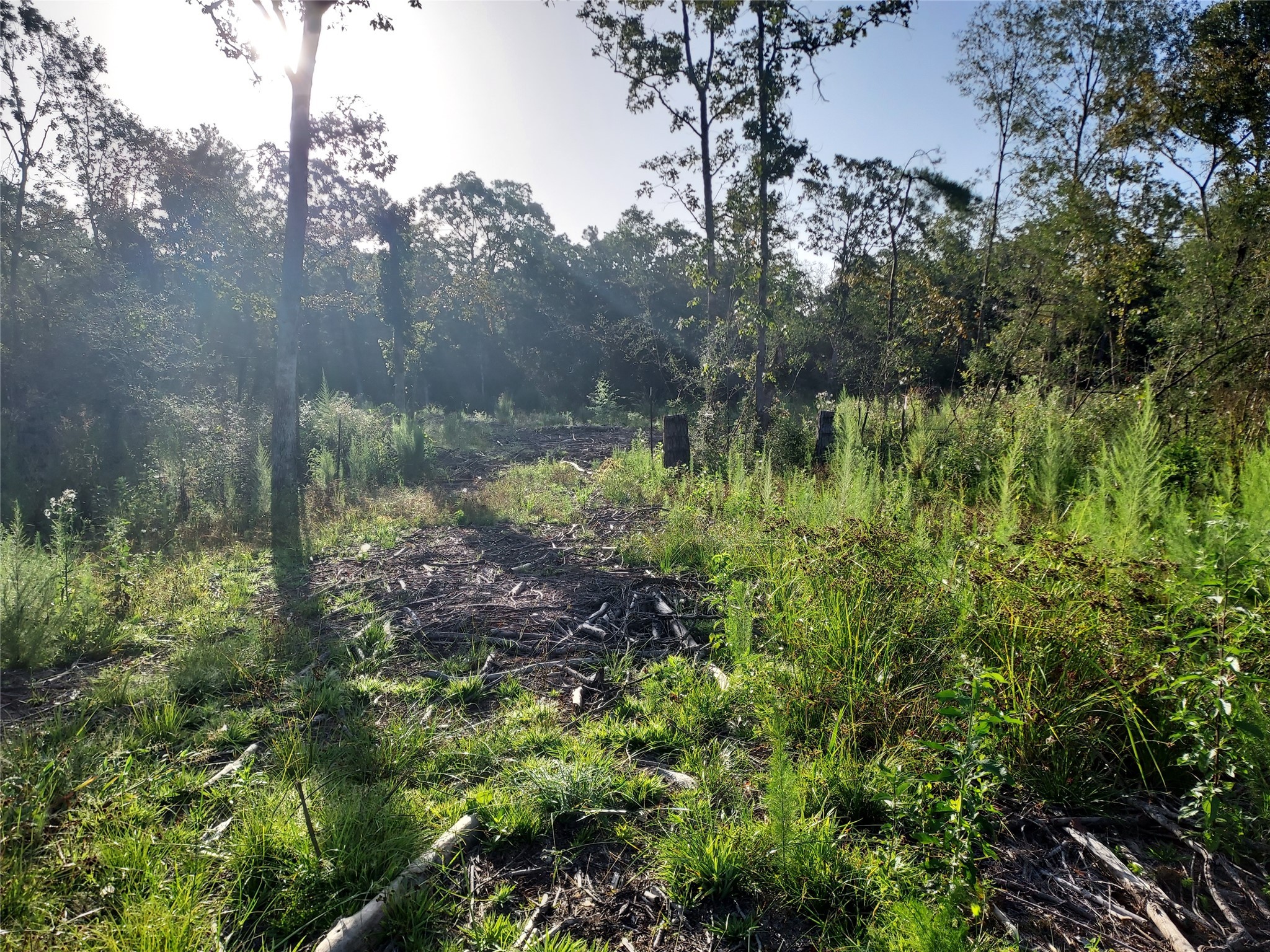 6315 E FM 1280 , Lovelady, TX, 75851 | 2781170 | Realty Texas LLC