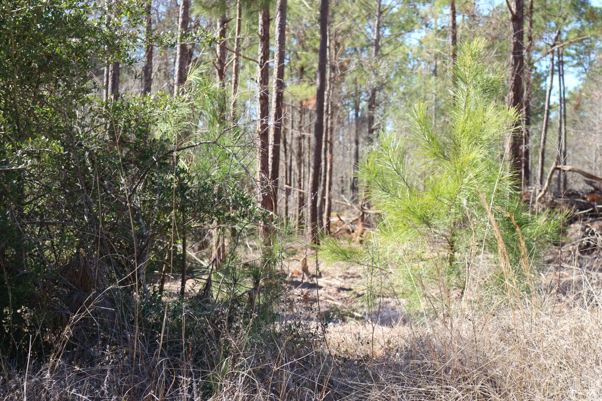 6-2 N HWY 356 , Onalaska, TX, 77360 | 92917158 | Realty Texas LLC
