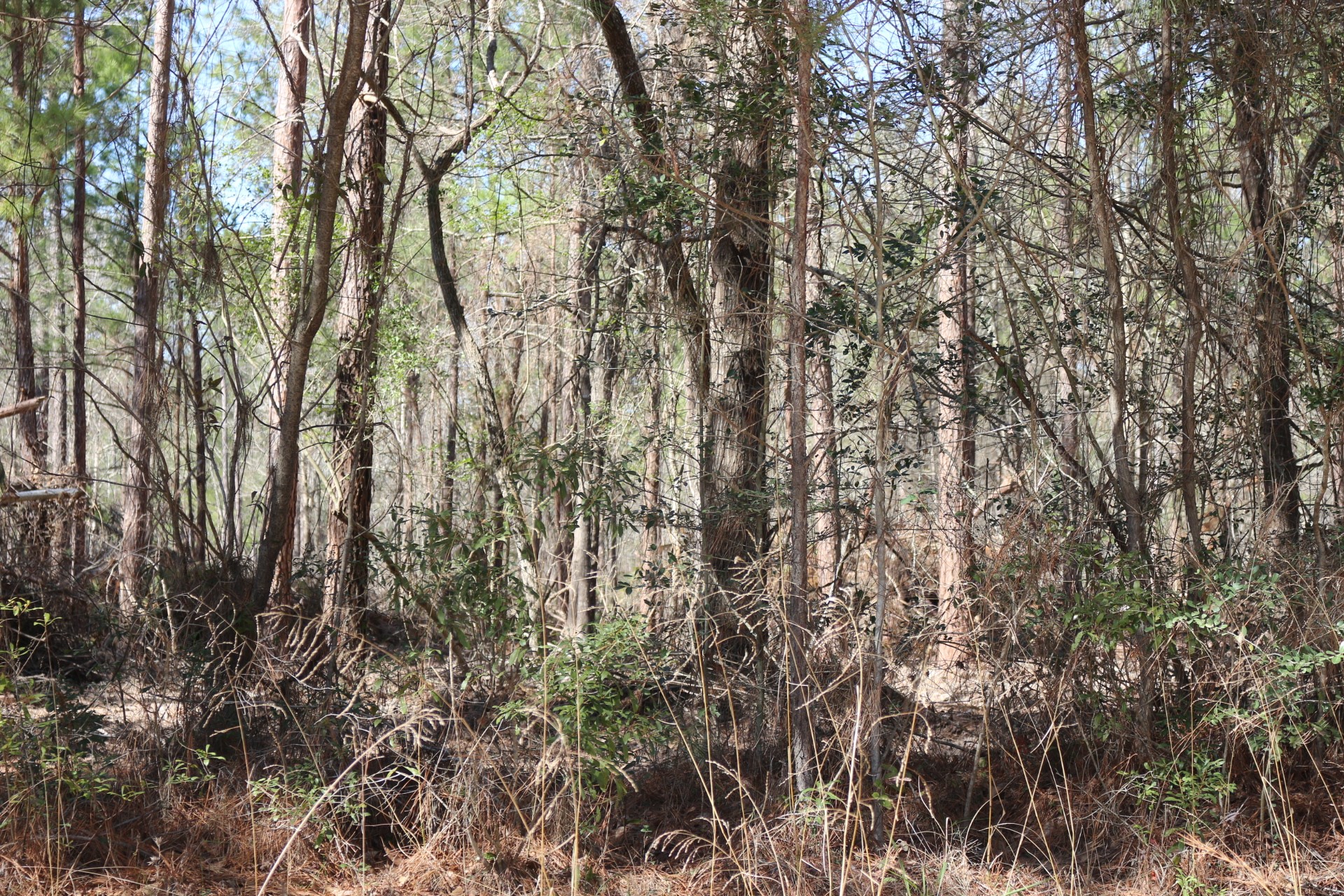 5-2 N HWY 356 , Onalaska, TX, 77360 | 44748278 | Realty Texas LLC