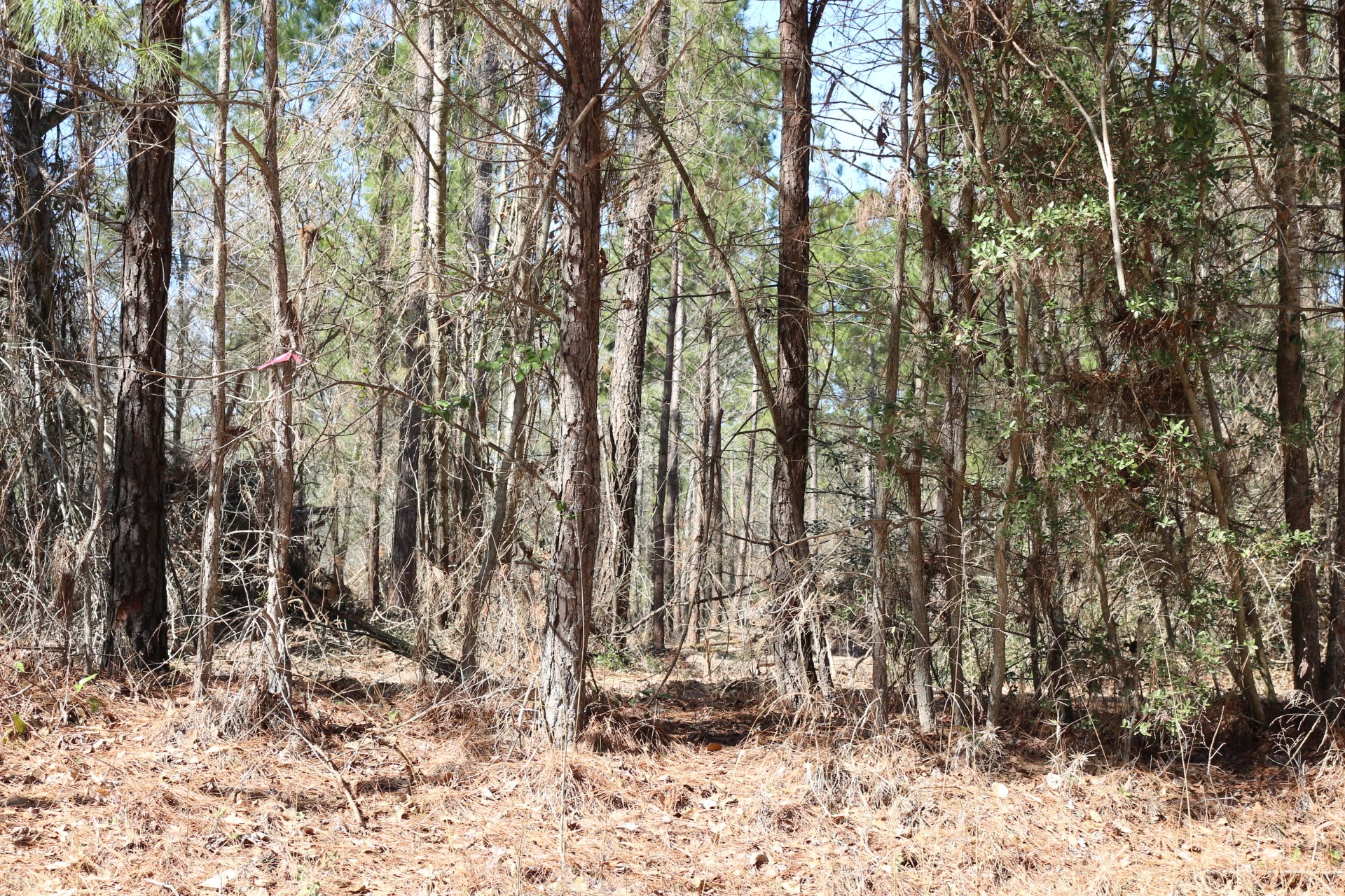 5-2 N HWY 356 , Onalaska, TX, 77360 | 44748278 | Realty Texas LLC