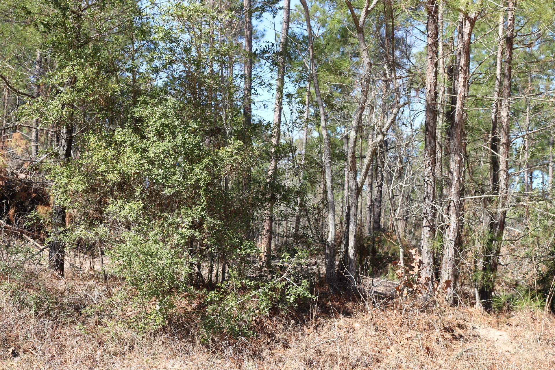 5-2 N HWY 356 , Onalaska, TX, 77360 | 44748278 | Realty Texas LLC
