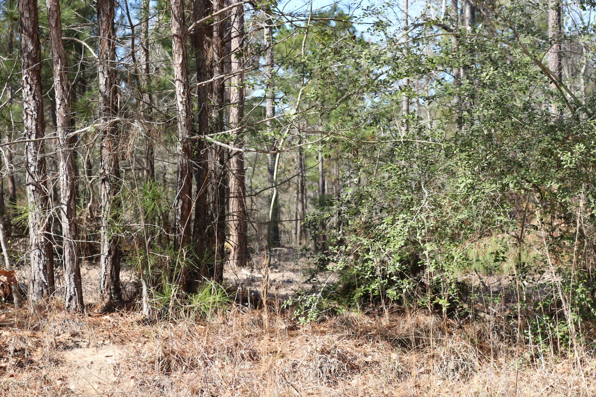 5-2 N HWY 356 , Onalaska, TX, 77360 | 44748278 | Realty Texas LLC
