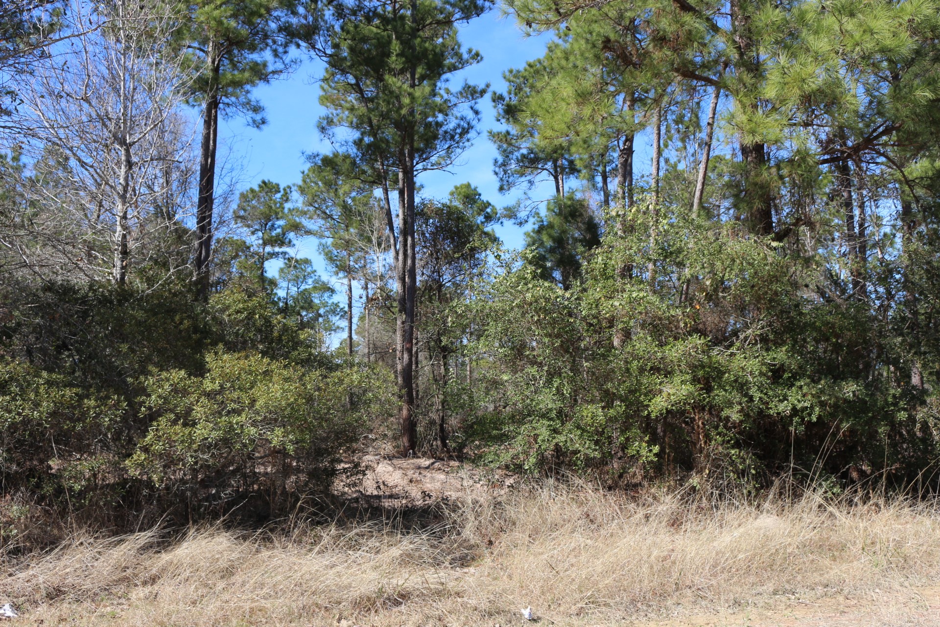5-2 N HWY 356 , Onalaska, TX, 77360 | 44748278 | Realty Texas LLC