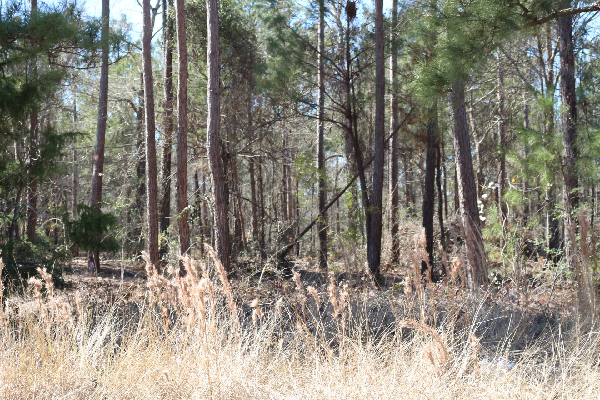 5-2 N HWY 356 , Onalaska, TX, 77360 | 44748278 | Realty Texas LLC