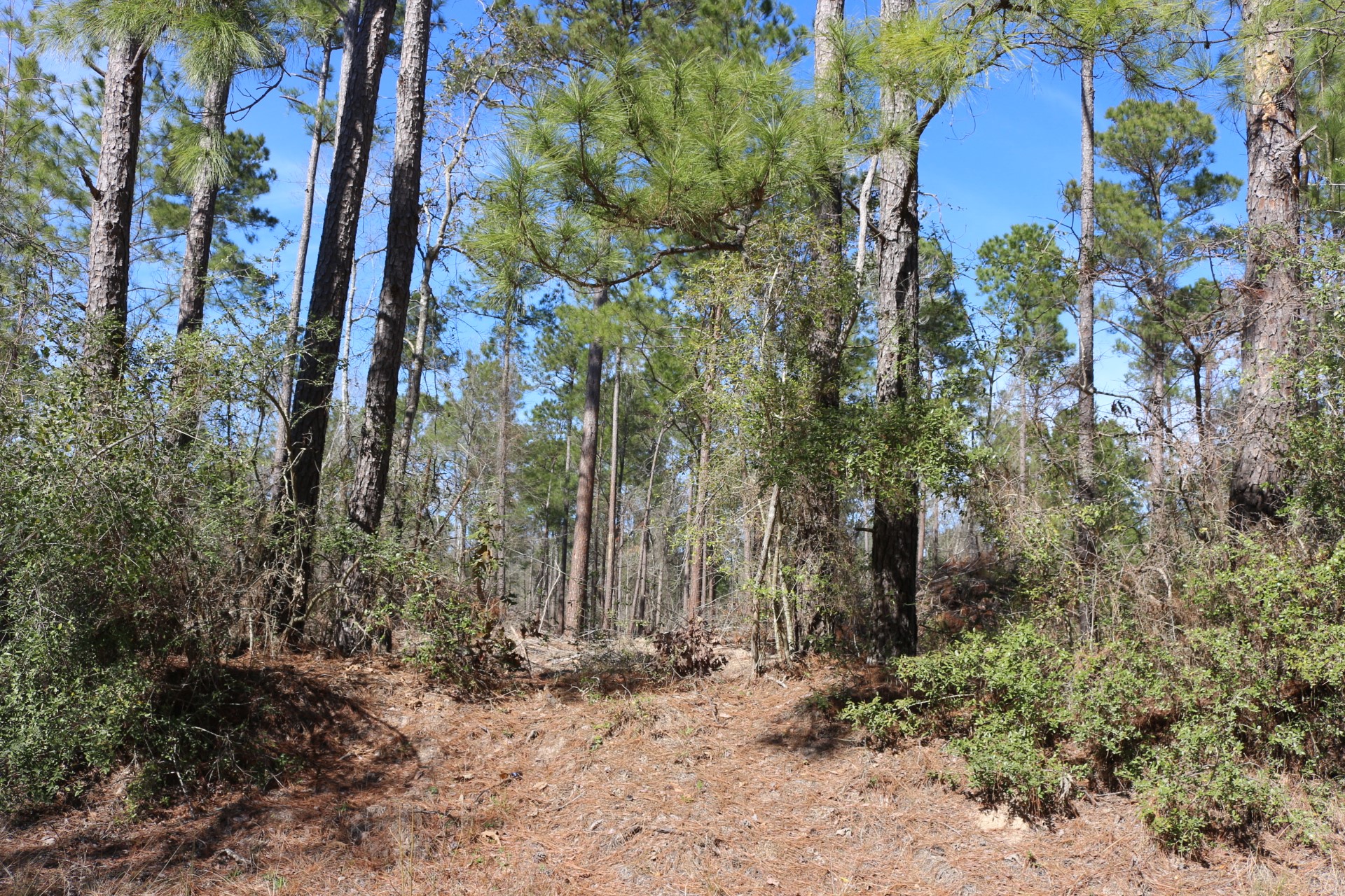 5-2 N HWY 356 , Onalaska, TX, 77360 | 44748278 | Realty Texas LLC