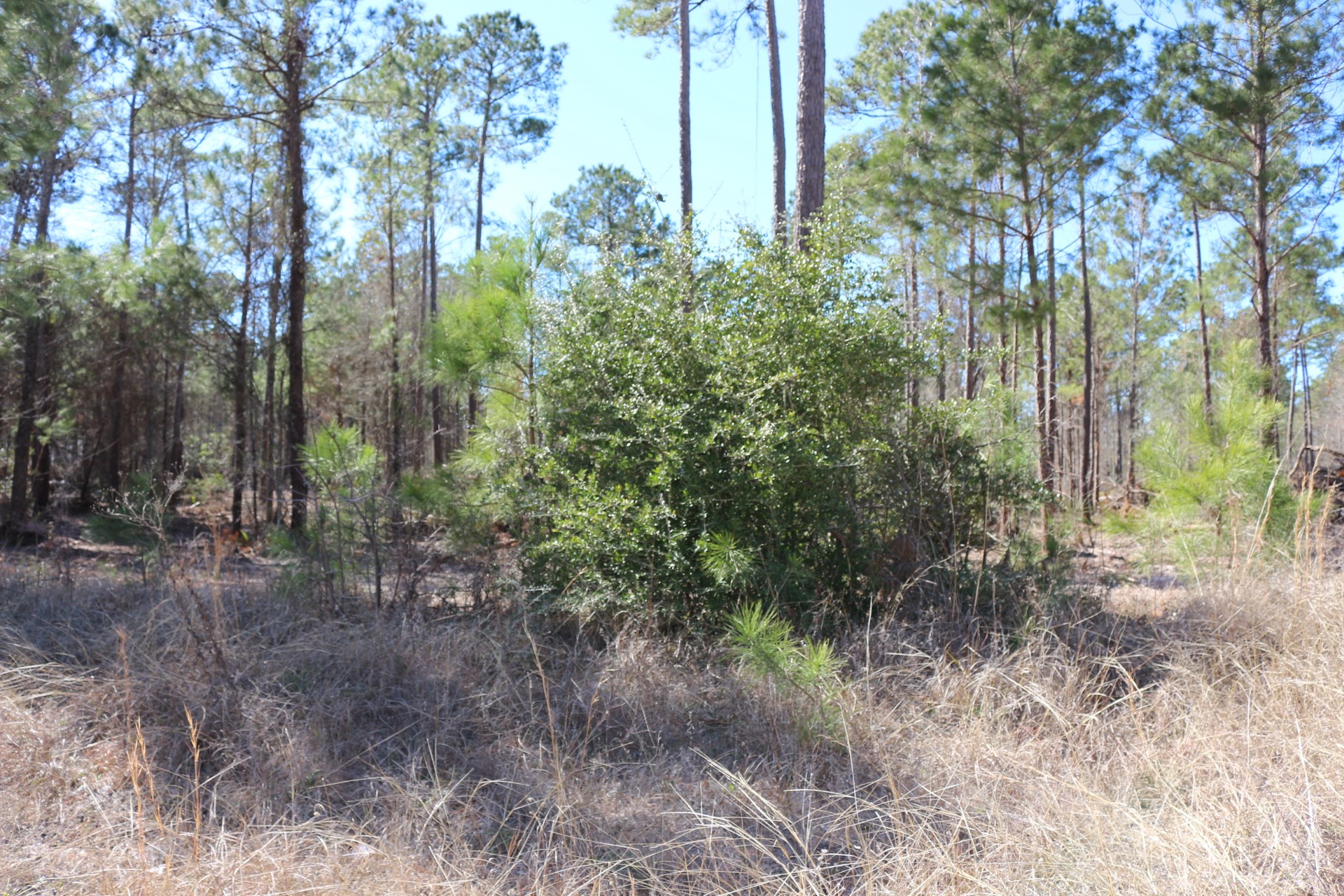 5-2 N HWY 356 , Onalaska, TX, 77360 | 44748278 | Realty Texas LLC
