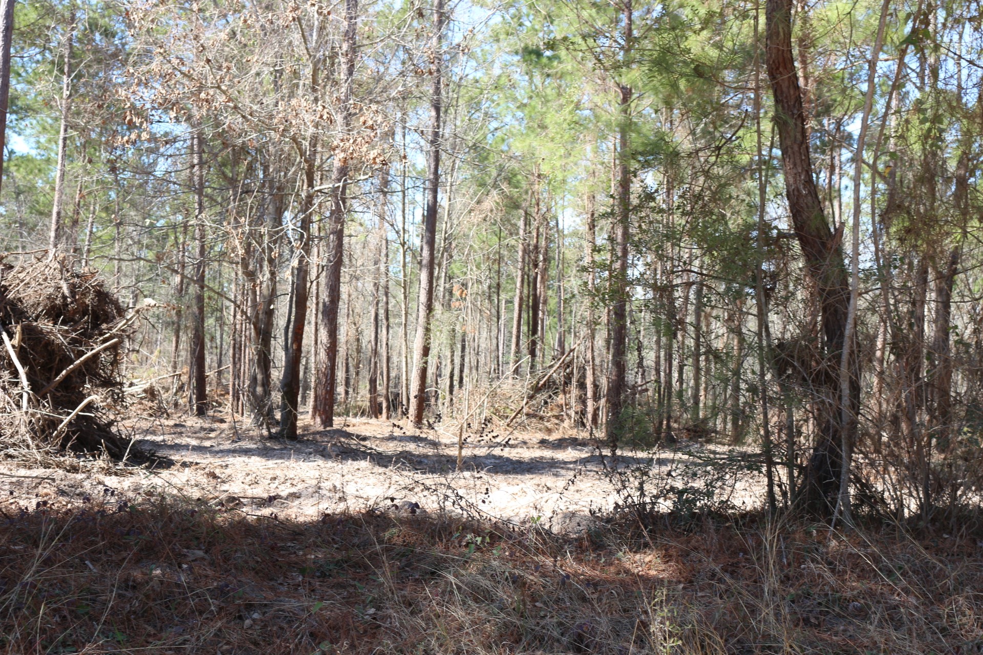 5-2 N HWY 356 , Onalaska, TX, 77360 | 44748278 | Realty Texas LLC
