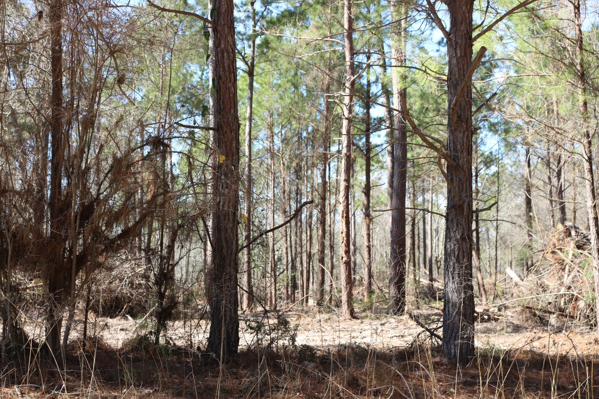 5-2 N HWY 356 , Onalaska, TX, 77360 | 44748278 | Realty Texas LLC