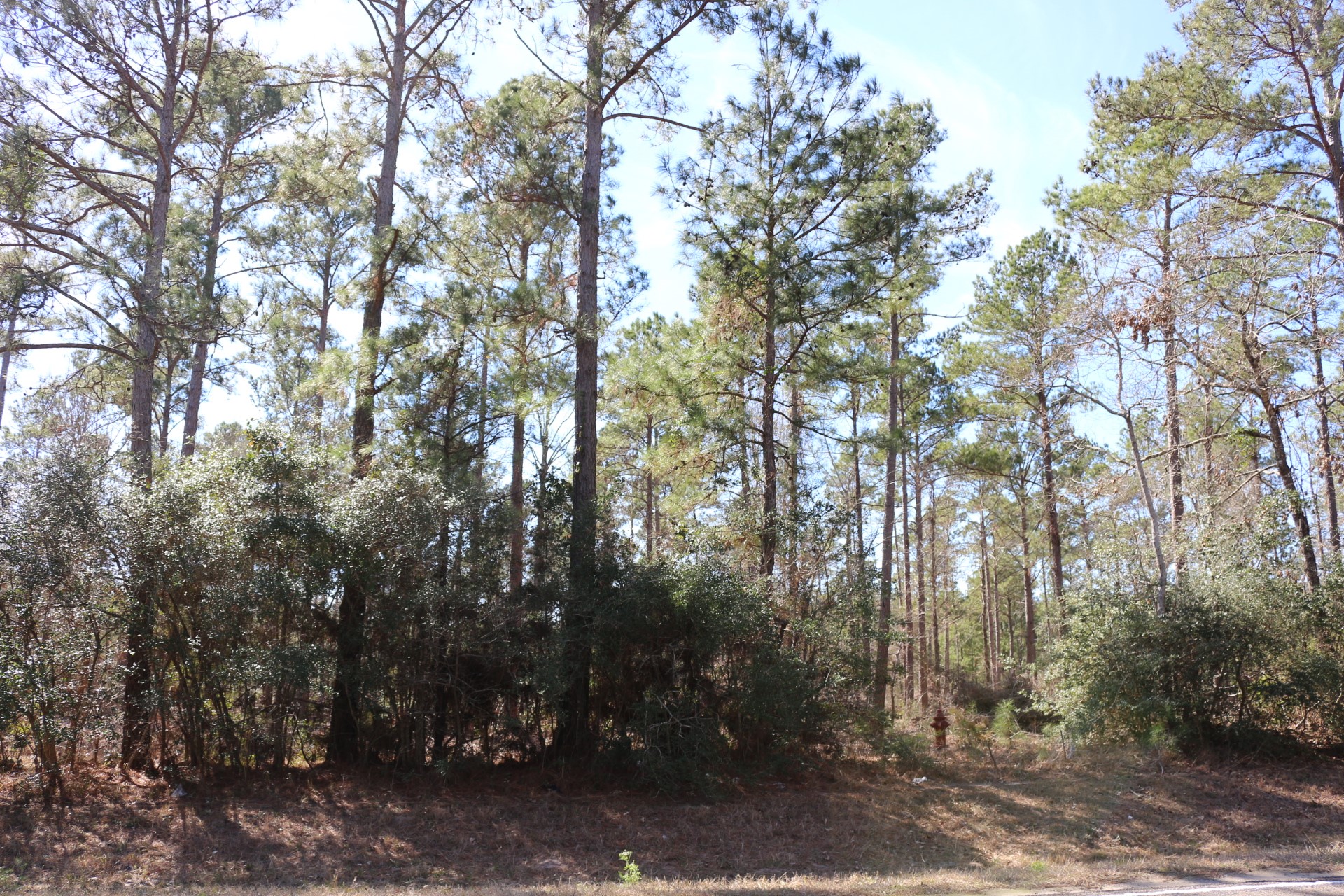 3-1 N HWY 356 , Onalaska, TX, 77360 | 64214791 | Realty Texas LLC