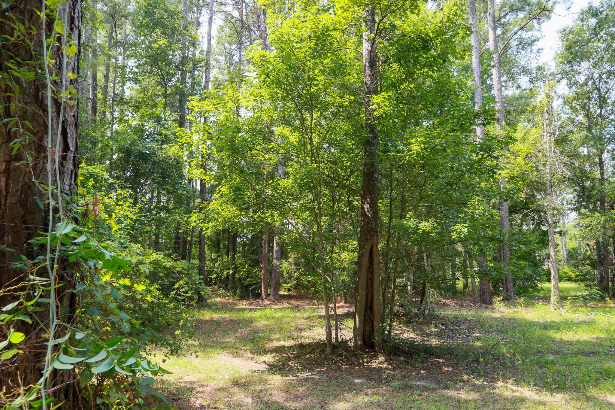 1211 Neyland Rd Road , Silsbee, TX, 77656 | 78487551 | Realty Texas LLC